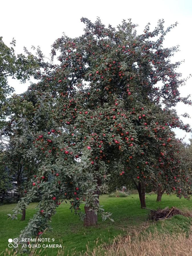 Roze I Jablonie Agroturystyka Грыфув-Слёнский Экстерьер фото